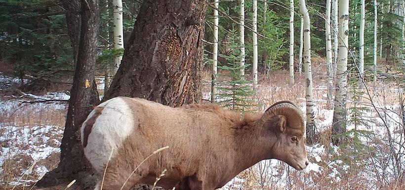 Bighorn sheep caught on camera in the Crowsnest Pass (Photo by NCC)