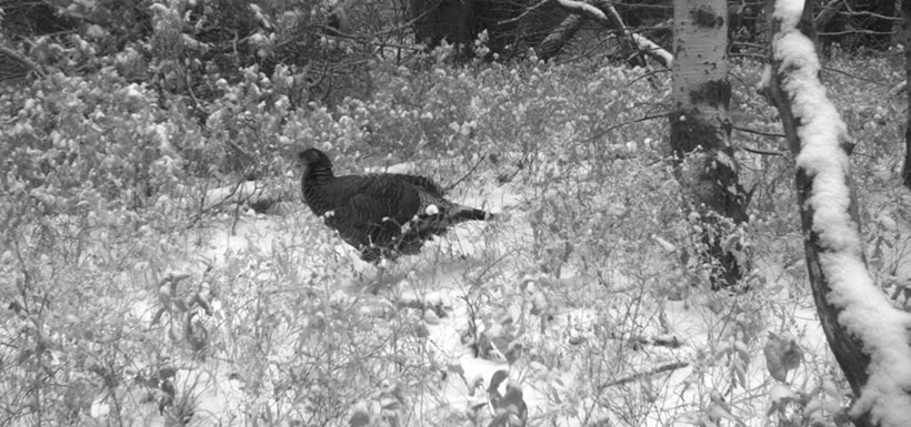 Wild turkey caught on camera in the Crowsnest Pass (Photo by NCC)