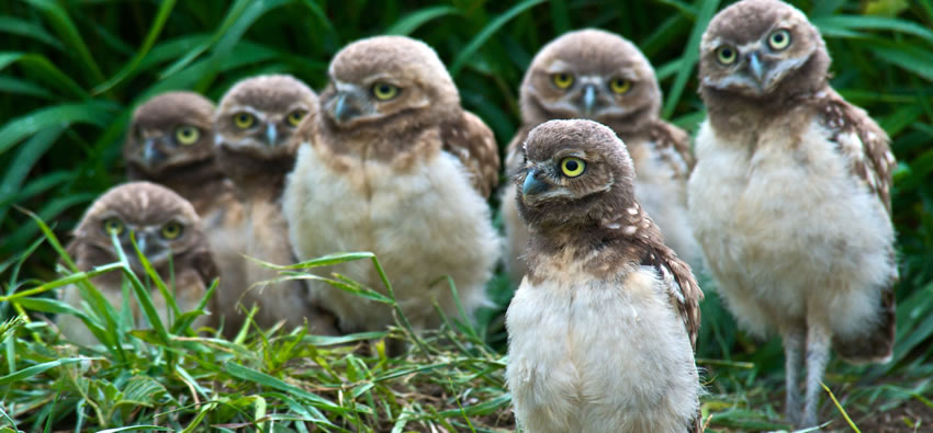 Burrowing owls (Photo by Don and Karol Dabbs)