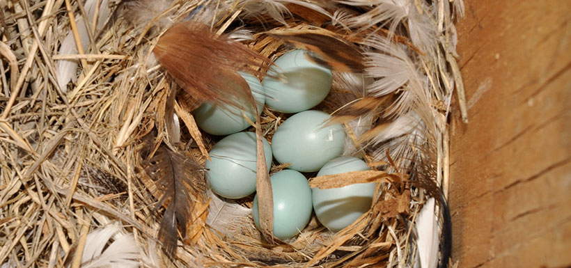 Mountain bluebird eggs (Photo by Leta Pezderic/NCC)