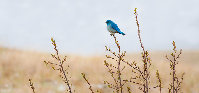 Mountain bluebird (Photo by Leta Pezderic/NCC)