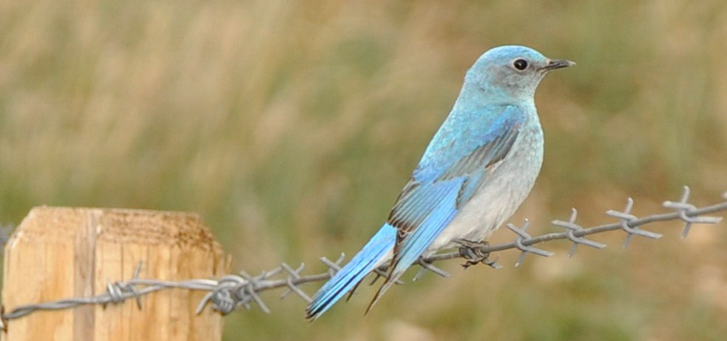 Mountain bluebird (Photo by Leta Pezderic/NCC)