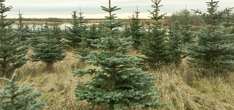 Blue spruce trees at Haynes property (Photo by NCC)