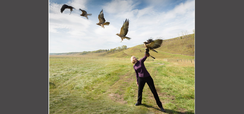 Laureen Harper releasing one of the hawks, The Gathering, OH Ranch, AB (Photo by Kyle Marquardt)