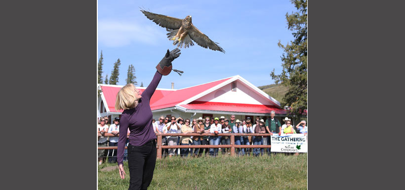 Laureen Harper releasing Swainson's Hawk, OH Ranch, AB (Photo courtesy of Alberta Birds-of-Prey-Foundation)
