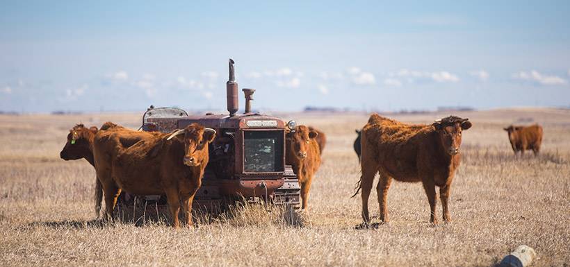 Cows on Oxley Ranch (Photo by Brent Calver)