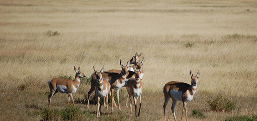 Pronghorns thrive in Alberta in the spring and summer, a time when they have an abundance of food. (Photo by NCC)