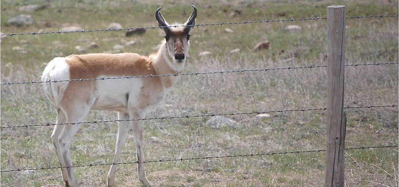 This is an example of a pronghorn being stuck behind a fence in Alberta.  In this situation most pronghorns will crawl under barbwire fences.  (Photo by NCC)
