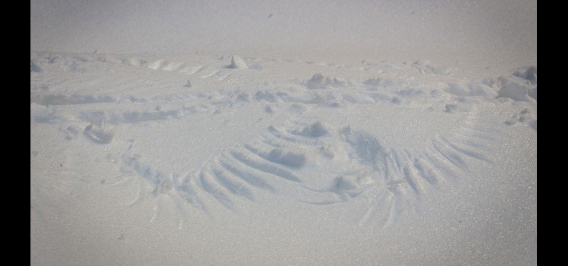 A barred owl's snow imprint (Photo by Jaimee Dupont/NCC staff)