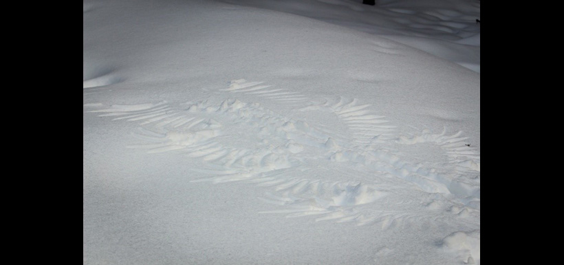 A barred owl's snow angel (Photo by Jaimee Dupont/NCC staff)