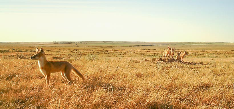 Swift foxes in southern Alberta (Photo by NCC)