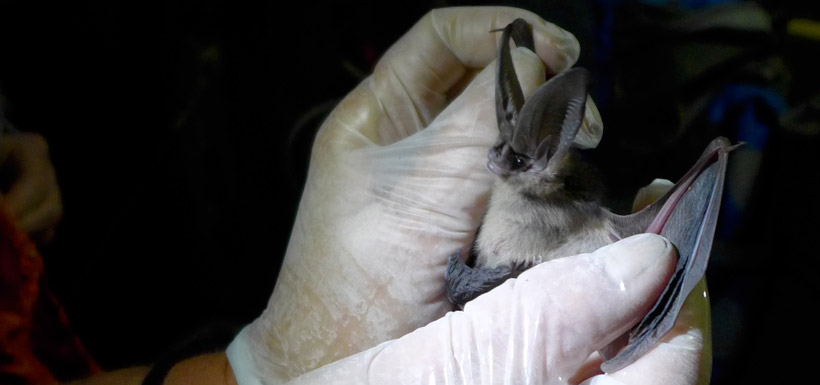 Juvenile Townsend's big-eared bat (Photo by Todd Carnahan)