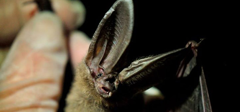 Townsend's big-eared bat (Photo by Tim Ennis/NCC)