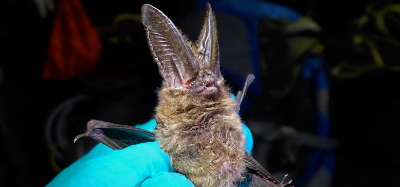 Townsend's big-eared bat (Photo by Todd Carnahan)