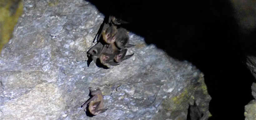 Bats roost in cave (Photo by Todd Carnahan)