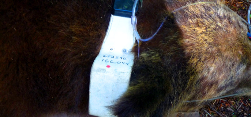 The bear fitted with the radio collar. (Photo by NCC)