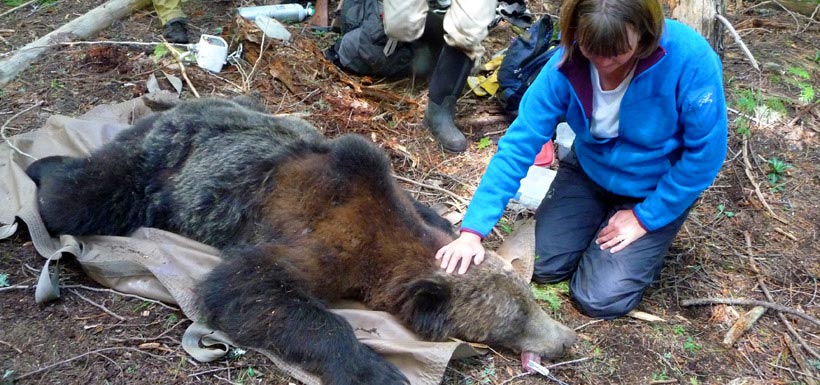 The sedated bear is carefully monitored. (Photo by NCC)