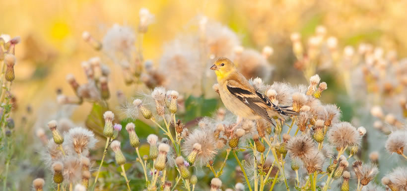 American goldfinch (Photo by Stuart Clarke)
