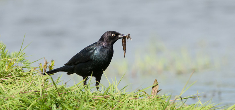 Brewer's blackbird (Photo by Stuart Clarke)
