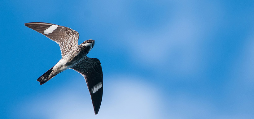 Common nighthawk (Photo by Stuart Clarke)