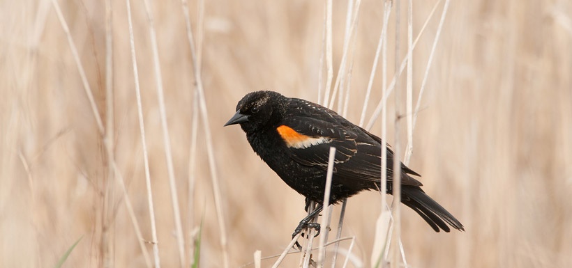 Red-winged blackbird (Photo by Stuart Clarke)