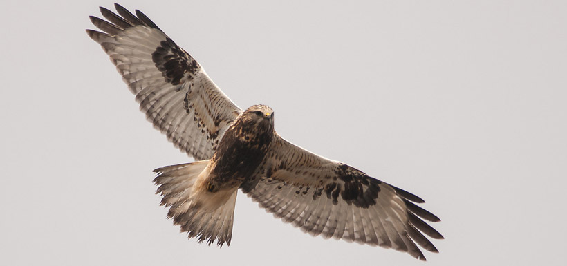 Rough-legged hawk (Photo by Stuart Clarke)
