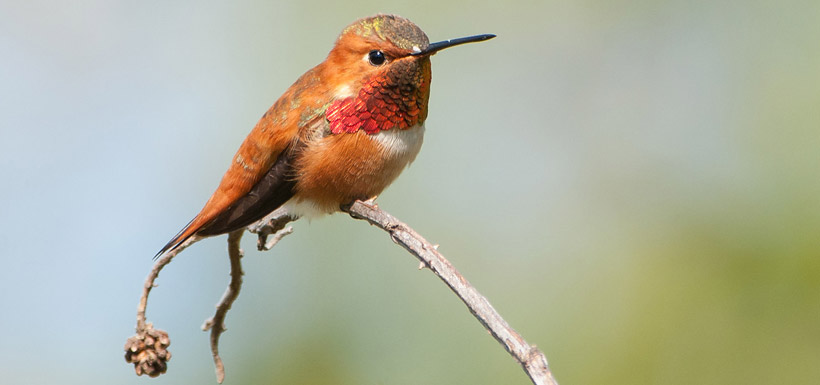 Rufous hummingbird (Photo by Stuart Clarke)