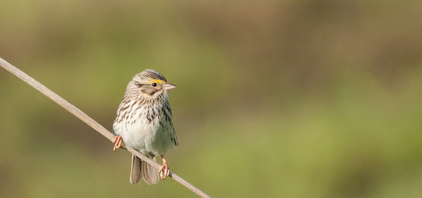 Savannah sparrow (Photo by Stuart Clarke)