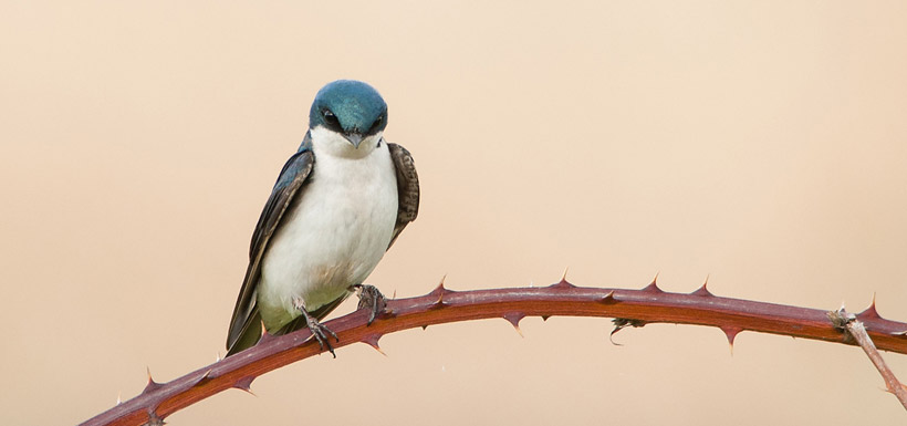 Tree swallow (Photo by Stuart Clarke)