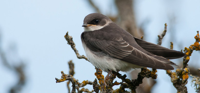 Tree swallow (Photo by Stuart Clarke)