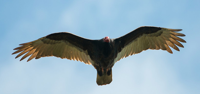 Turkey vulture (Photo by Stuart Clarke)
