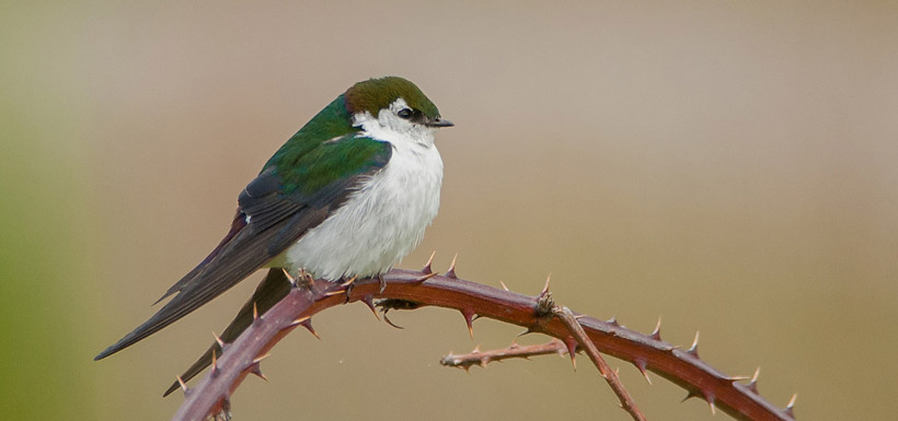 Violet-green swallow (Photo by Stuart Clarke)