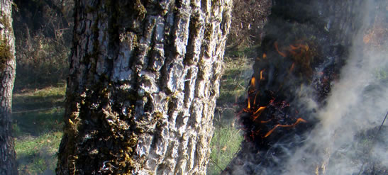 Prescribed burn, Cowichan Garry Oak Preserve, BC (Photo by Thomas Munson)