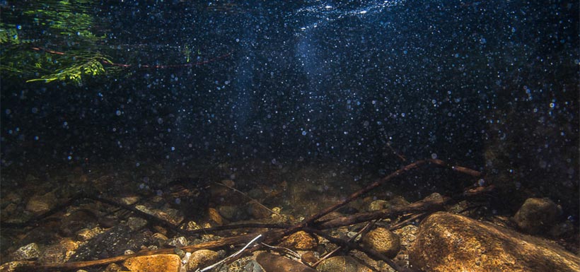 Cold, clear water makes for great salmon habitat. (Photo by Fernando Lessa)