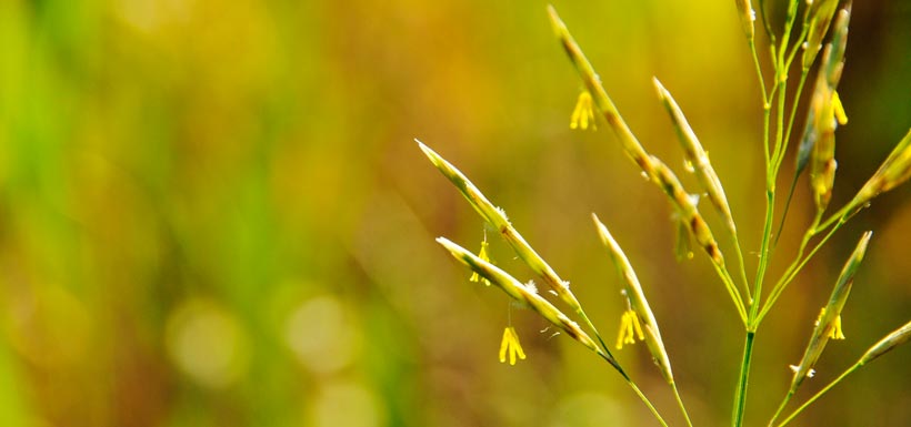Budding grass at Tatlayoko (Photo by Evanne Barrett)