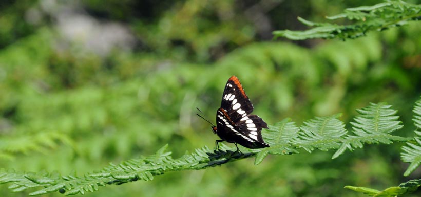 Lorquin's admiral butterfly (Photo by Monika Pakstas)