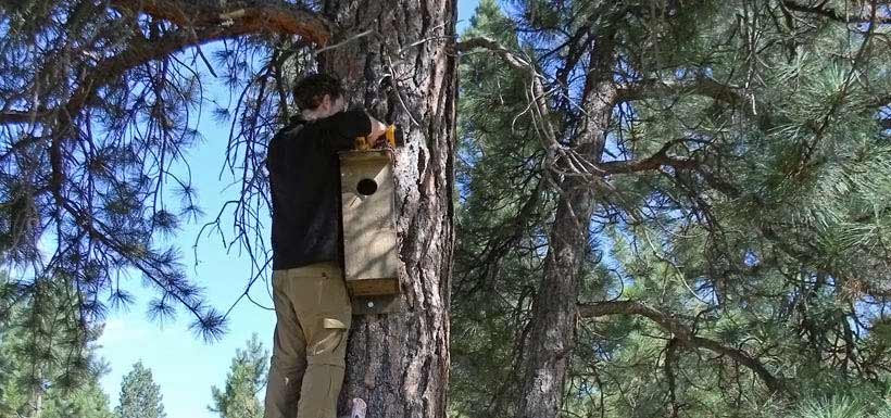 Installing nestboxes on Kootenay River Ranch (Photo by Rick Hoar)