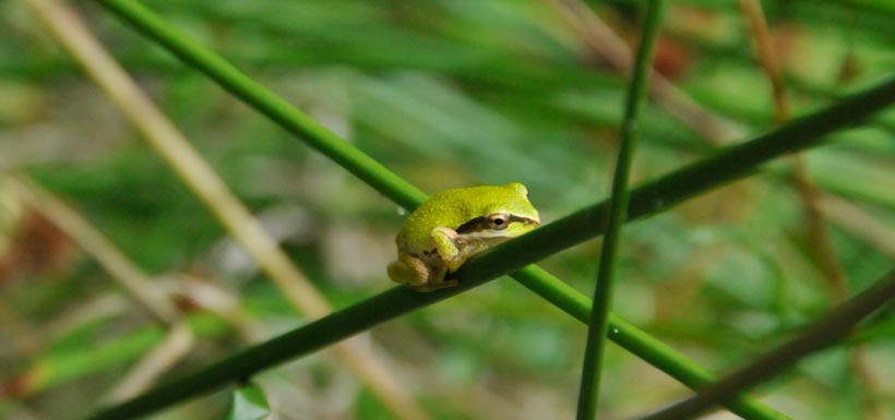 Pacific chorus frog (Photo by Karenn Bailey)
