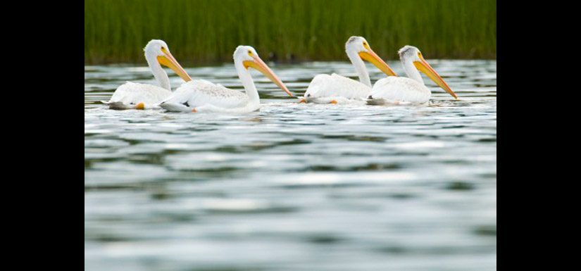 American white pelicans (Photo by Steve Ogle)