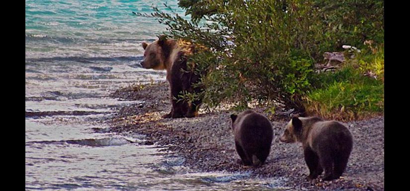 A grizzly and her cubs (Photo by Laura Cardenas)