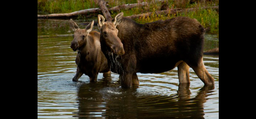 Moose (Photo by Steve Ogle)
