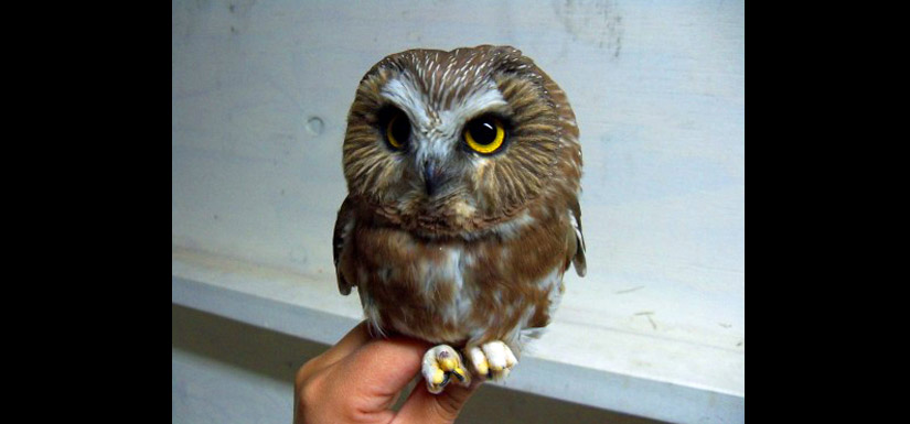 Northern saw-whet owl (Photo by NCC)