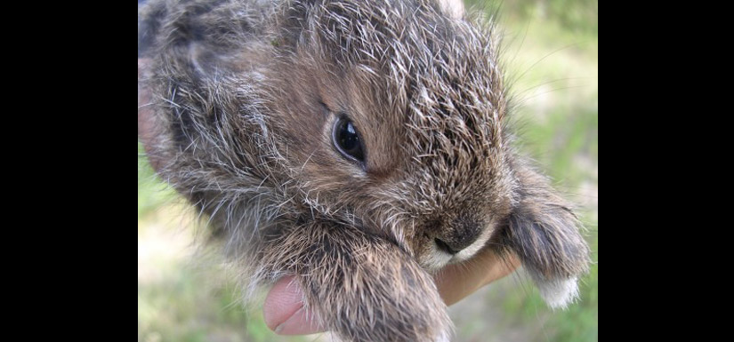 Snowshoe hare (Photo by Steve Ogle)