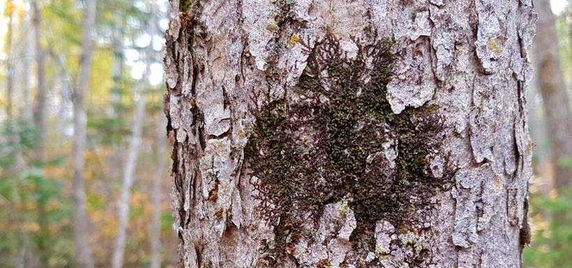 Black ash with eastern epiphytic liverwort. (Photo by Richard Caners)