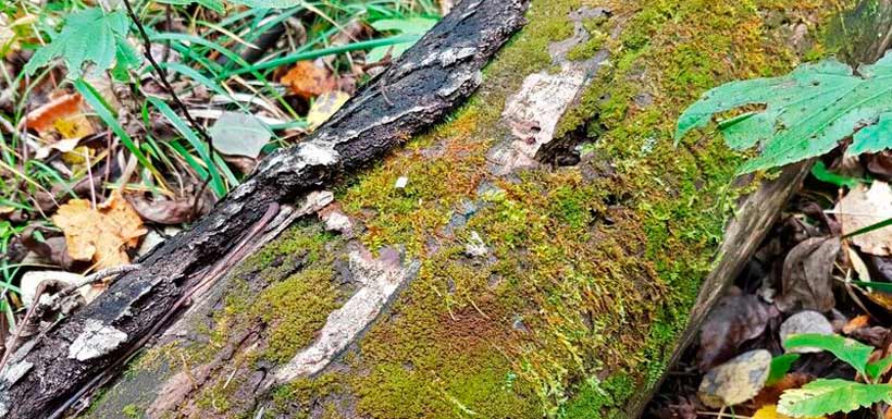 New liverworts to Manitoba on decaying log (Photo by Richard Caners)