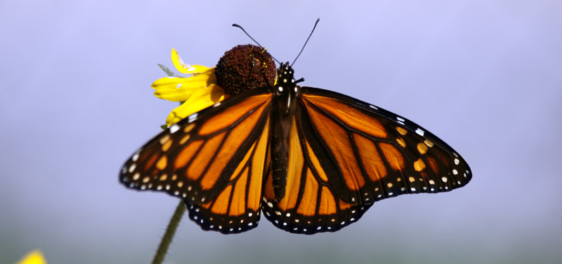 Monarch butterfly, Tall Grass Prairie, Manitoba (Photo by NCC)