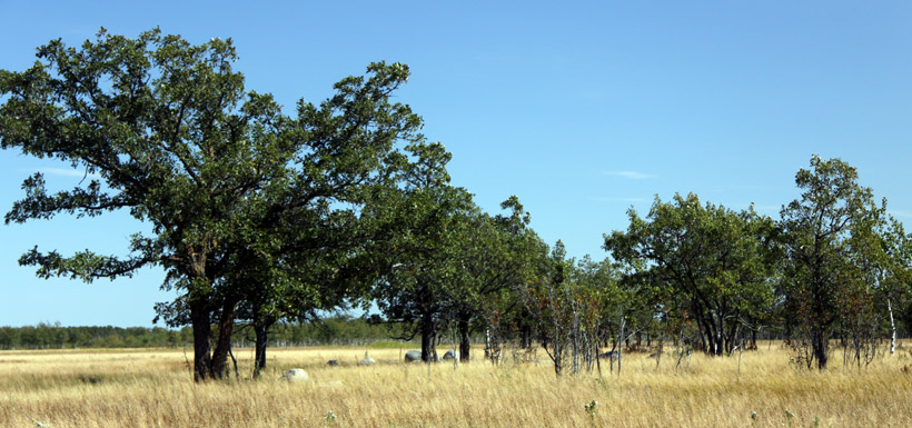A bur oak towers over a Tall Grass Prairie landscape. (Photo by NCC)
