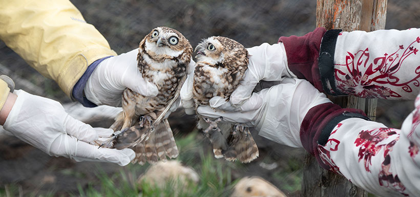 Burrowing owls. Photo by Doug Derksen.