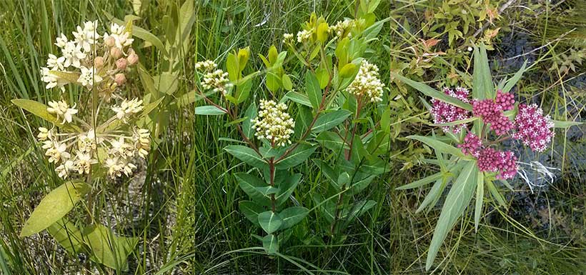 Milkweed plants on the preserve. (Photo by Monica Reed)