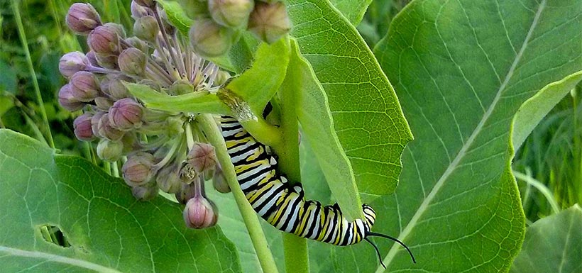 A monarch caterpillar will soon form its chrysalis. (Photo by Monica Reed)